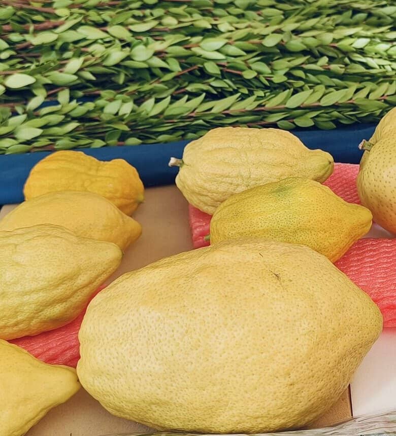 Esrogim laid out on a table beside bundles of hadassim at a Daled Minim market in Yerushalayim