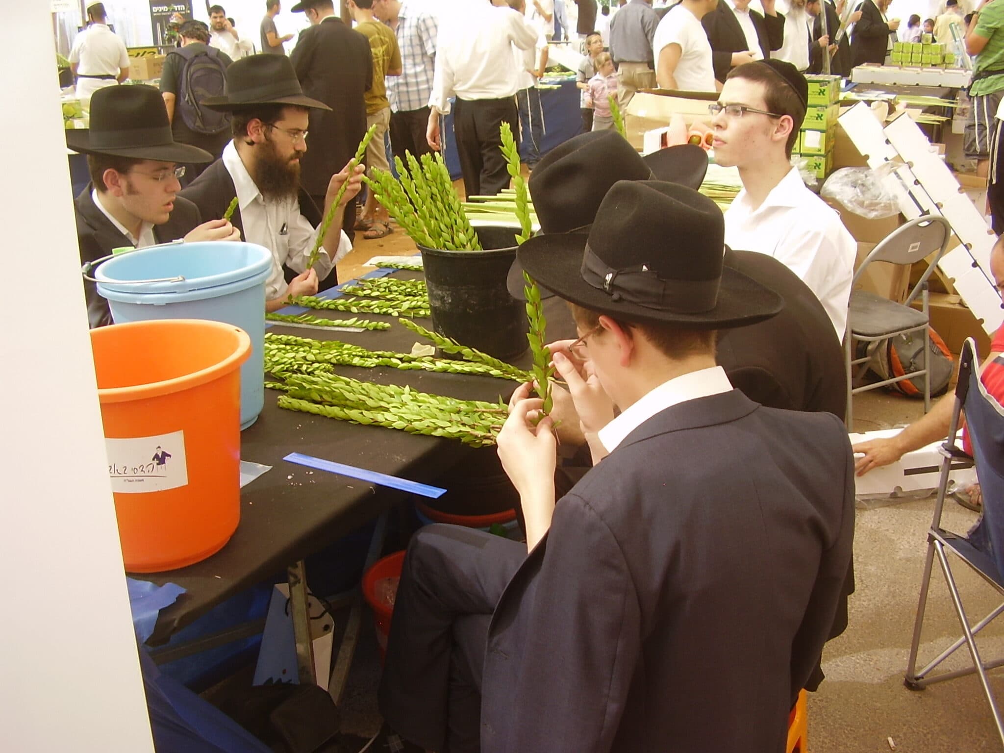Kosher L'Bracha (Chinuch): boys checking hadassim before Sukkos